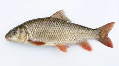 Shorthead redhorse