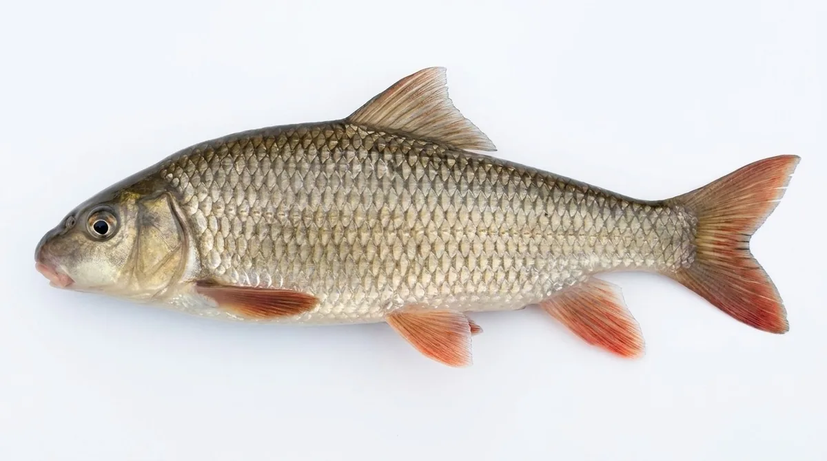 Shorthead redhorse — Moxostoma macrolepidotum