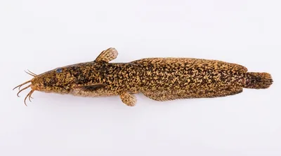 Cobbler — Cnidoglanis macrocephalus