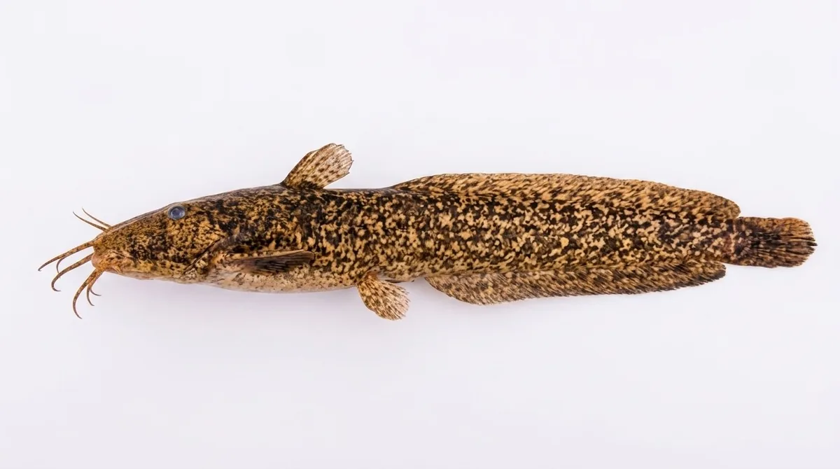 Cobbler — Cnidoglanis macrocephalus