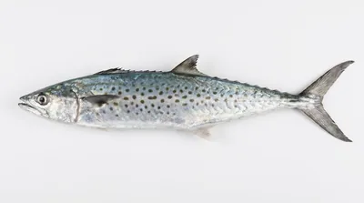 Australian spotted mackerel