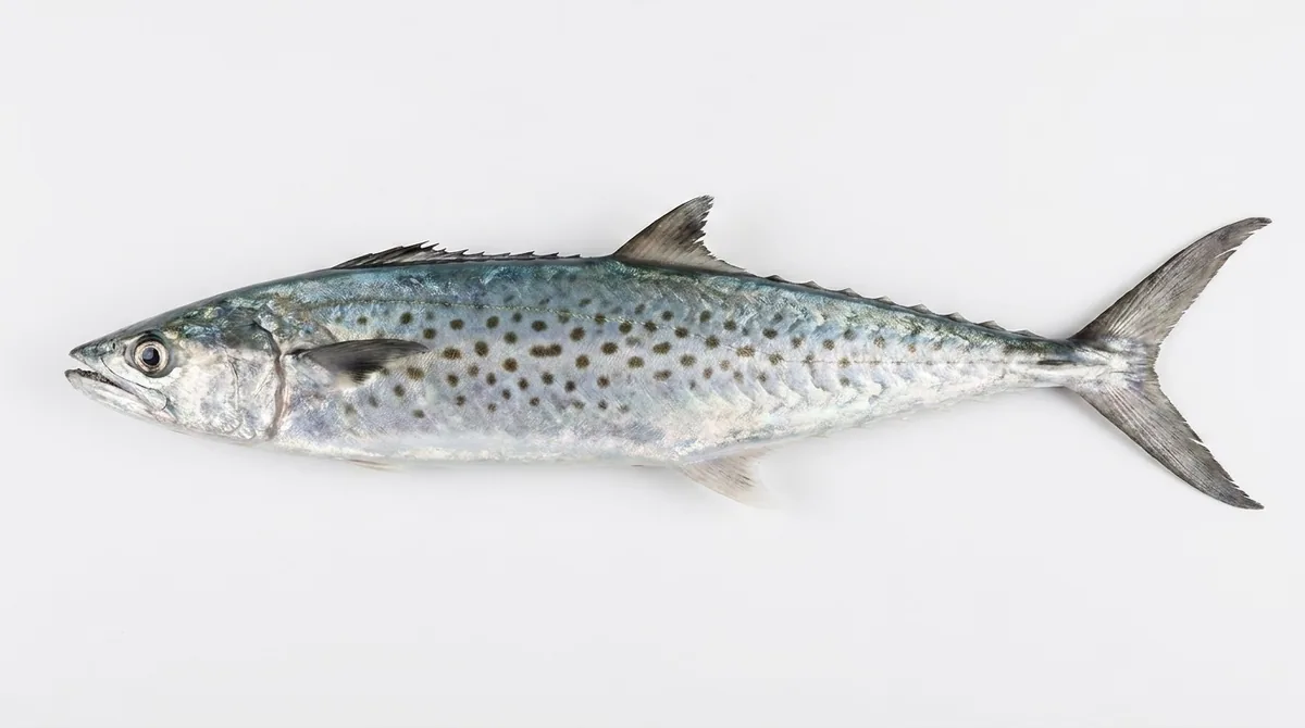 Australian spotted mackerel — Scomberomorus munroi