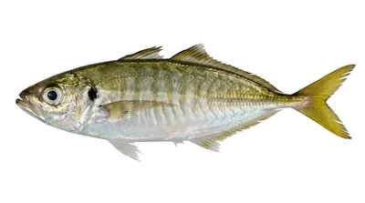 Yellowtail scad