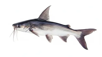 Gafftopsail catfish