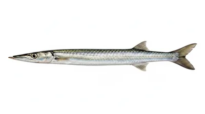 Australian barracuda