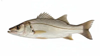 Smallscale fat snook