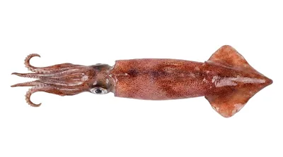European squid