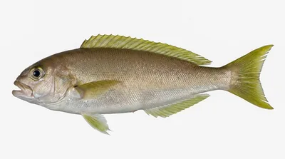 Ocean whitefish — Caulolatilus princeps
