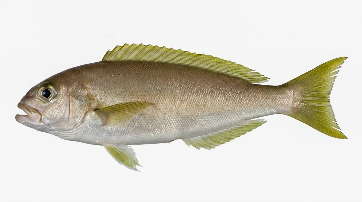 Ocean whitefish — Caulolatilus princeps