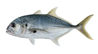 Pacific crevalle jack