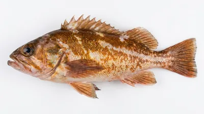 Copper rockfish