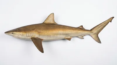 Copper shark