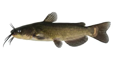 Black bullhead