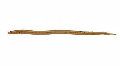 Brown garden eel