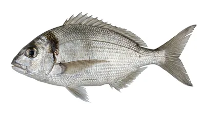 Deep sea perch — Nemadactylus macropterus
