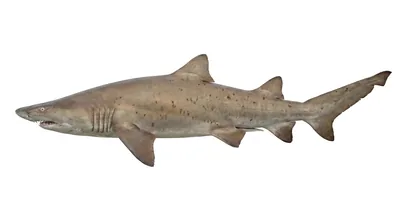 Sand tiger shark