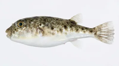 Least puffer — Sphoeroides parvus