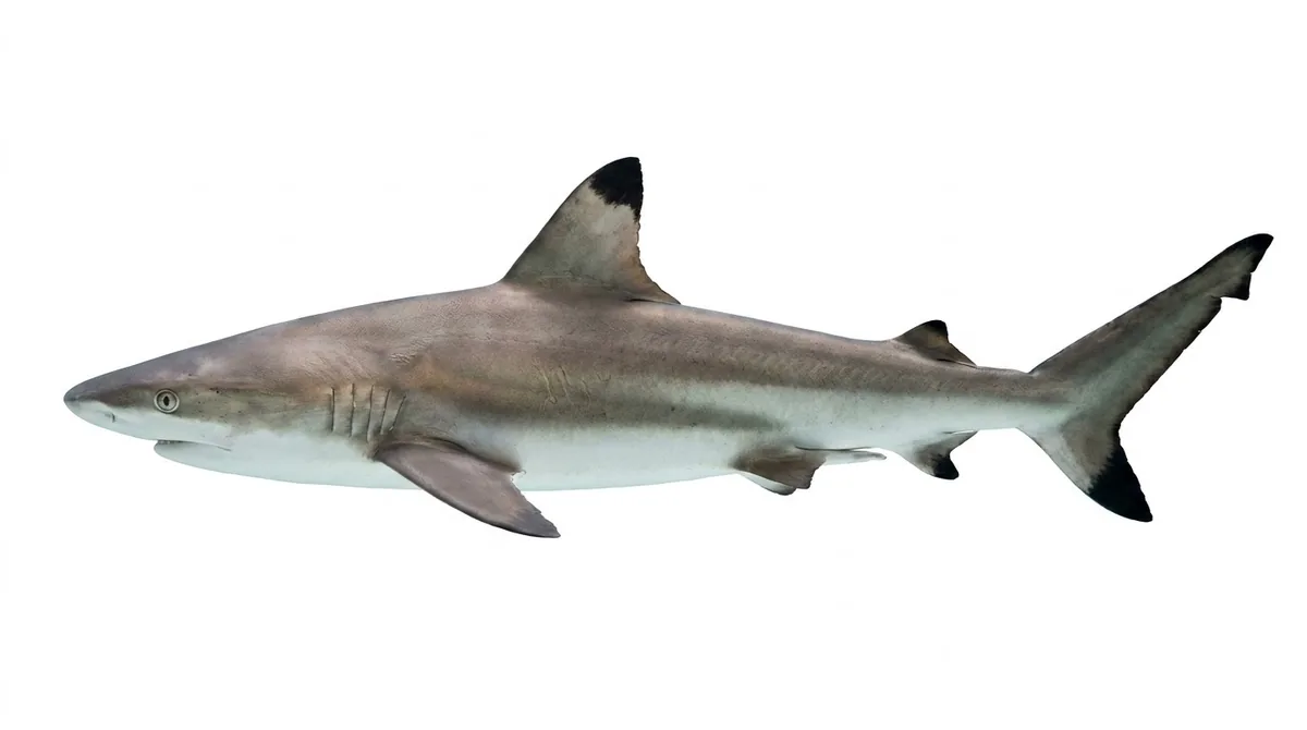 Blacktip shark — Carcharhinus limbatus