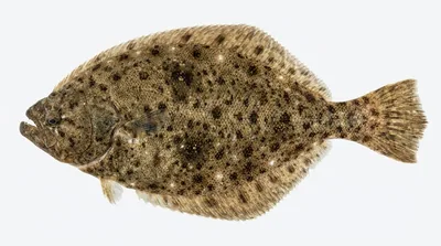 California halibut