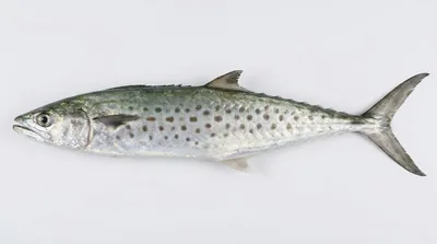 Queensland school mackerel