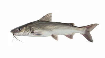Hardhead catfish