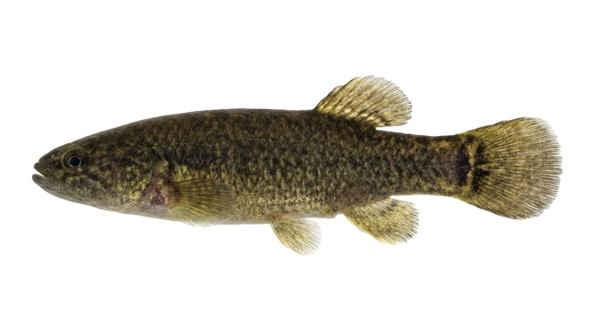 Central mudminnow — Umbra limi