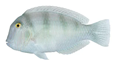 Pearly razorfish