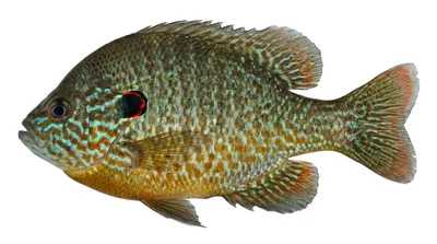Northern sunfish
