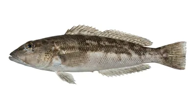 Blue cod — Parapercis colias