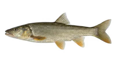 Northern pikeminnow