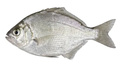 Silver surfperch