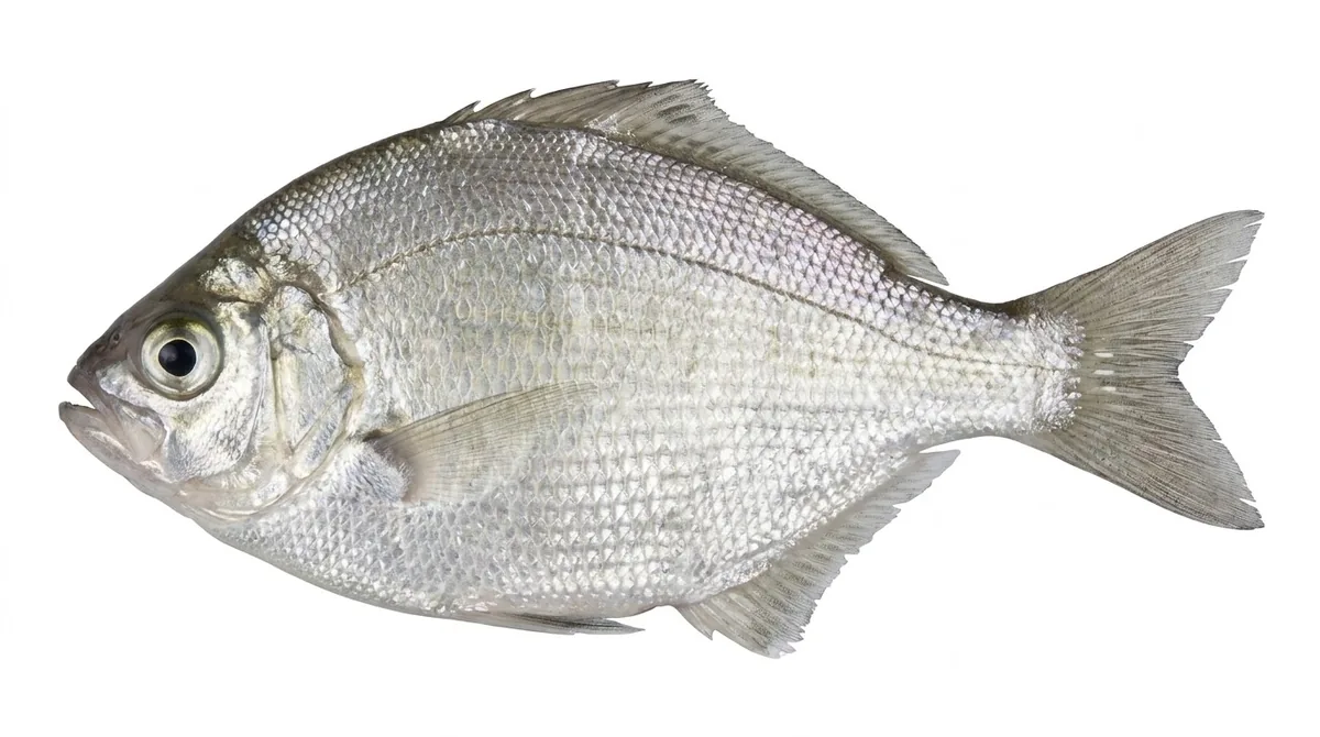 Silver surfperch — Hyperprosopon ellipticum