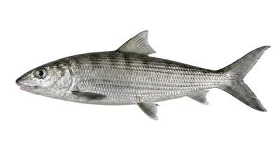 Bonefish
