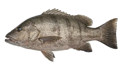 Cubera snapper — Lutjanus cyanopterus