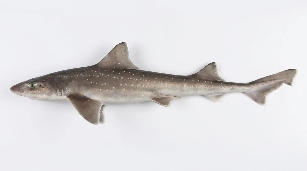 Starry smooth-hound — Mustelus asterias