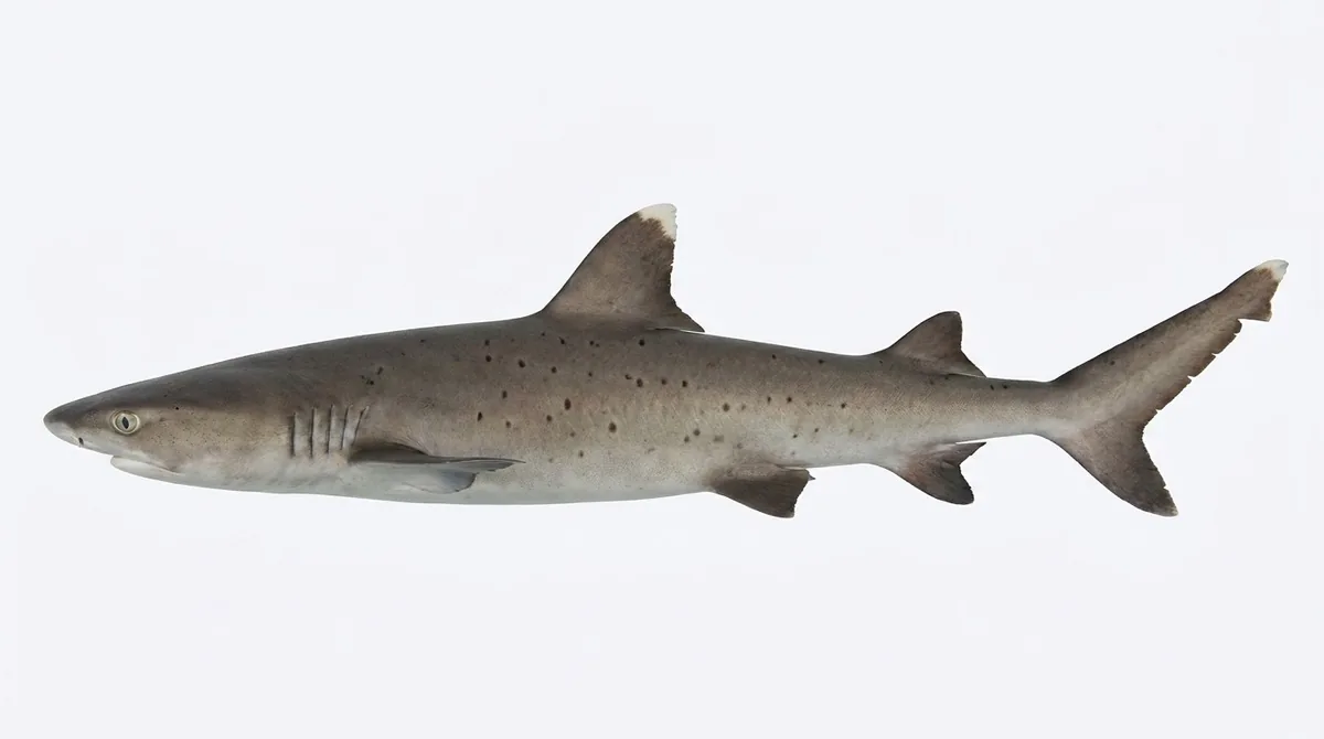 Whitetip reef shark — Triaenodon obesus