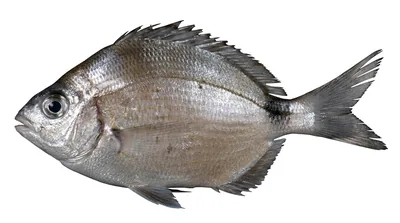 Spottail pinfish