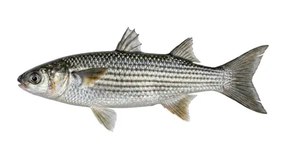 Flathead grey mullet