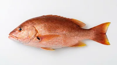 Blackfin snapper