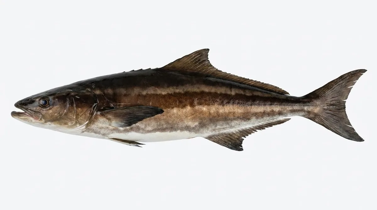Cobia — Rachycentron canadum