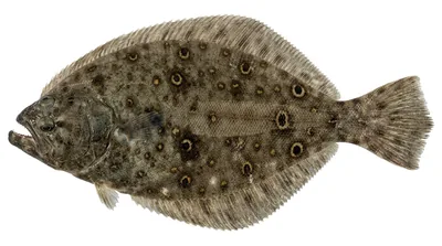 Summer flounder