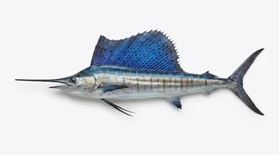 Indo-Pacific sailfish