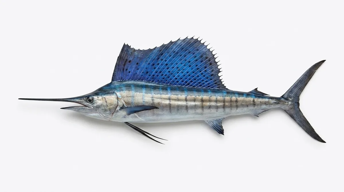 Indo-Pacific sailfish — Istiophorus platypterus
