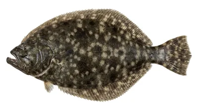 Southern flounder — Paralichthys lethostigma