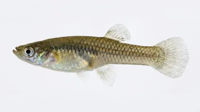 Mosquitofish
