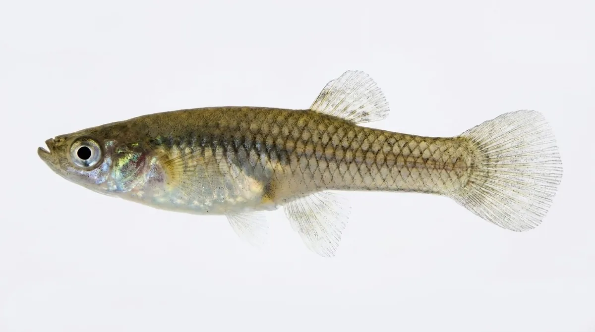 Mosquitofish — Gambusia affinis