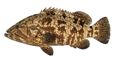 Brown-marbled grouper — Epinephelus fuscoguttatus