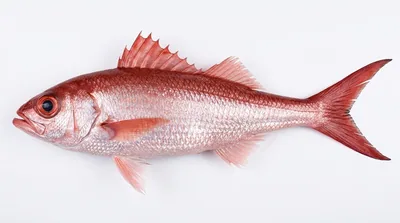 Queen snapper