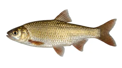 Golden shiner