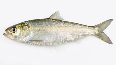 Skipjack shad